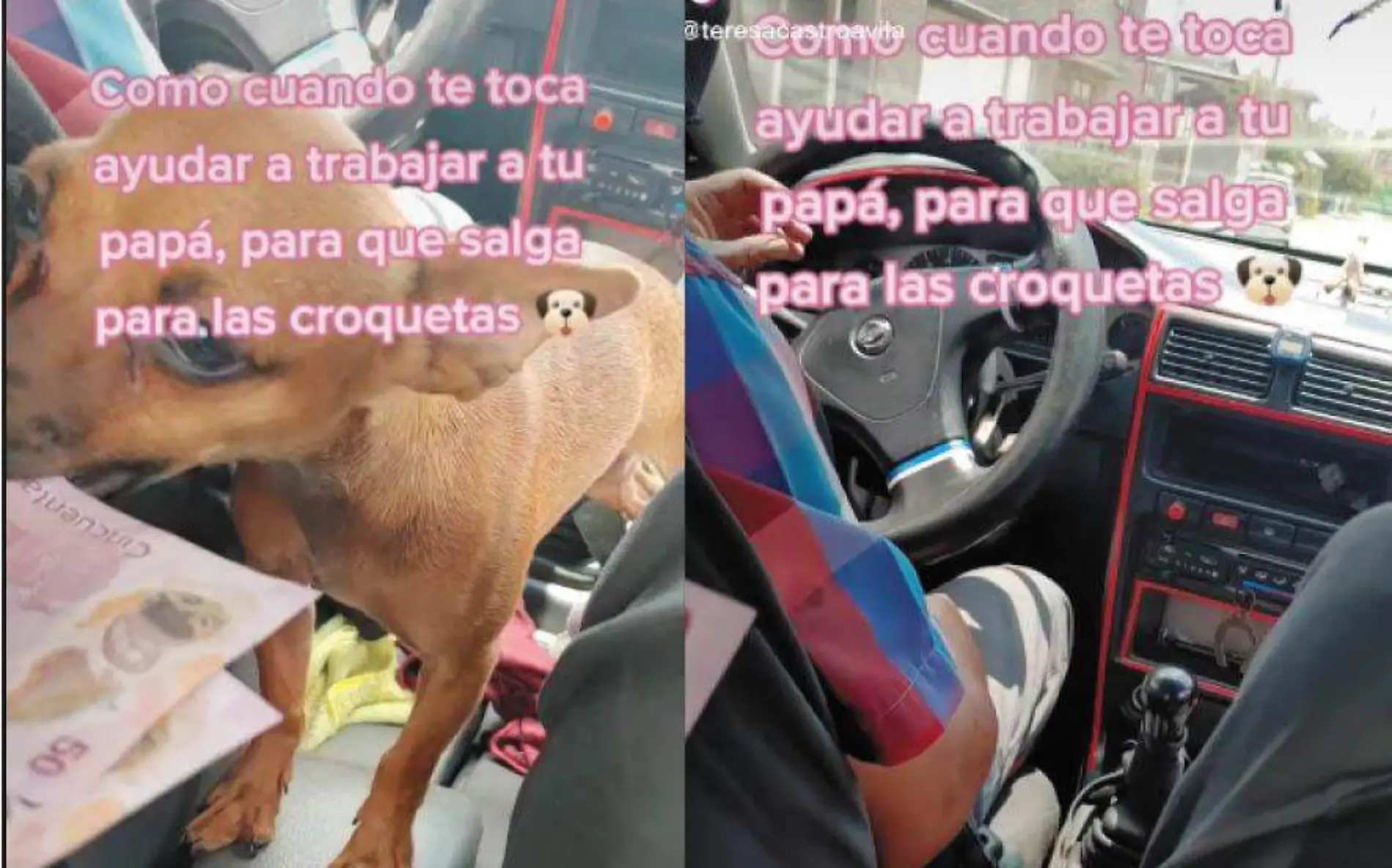 Conoce a 'Chiqui', la perrita que cobra el pasaje en el taxi de su dueño